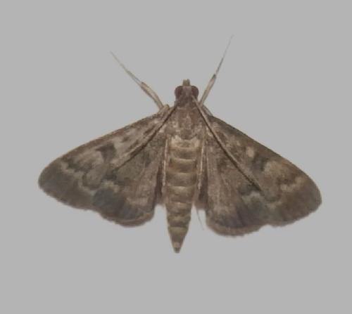 Réf. 333 136 : Penestola sp.